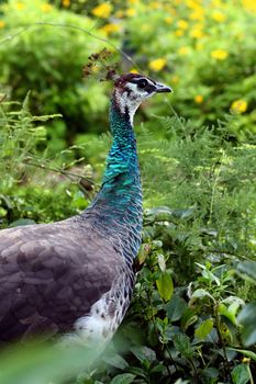 Close-up view of an female peahen among the green vegetation.