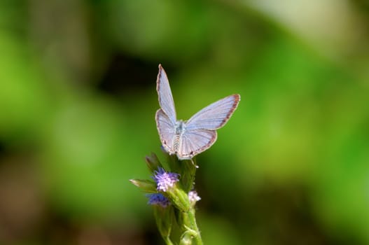 The closeup view of butterfly on leaf