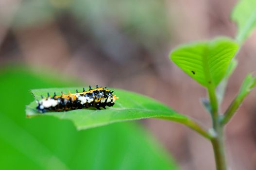 A moth caterpillar crawls along a leaf edge