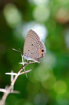 The closeup view of butterfly on leaf