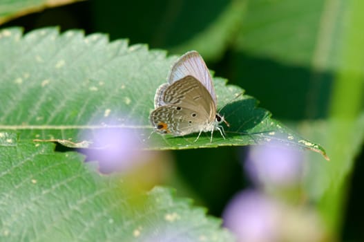 The closeup view of butterfly on leaf