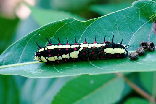 A moth caterpillar crawls along a leaf edge