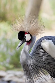 Close up view of a Grey Crowned Crane bird.