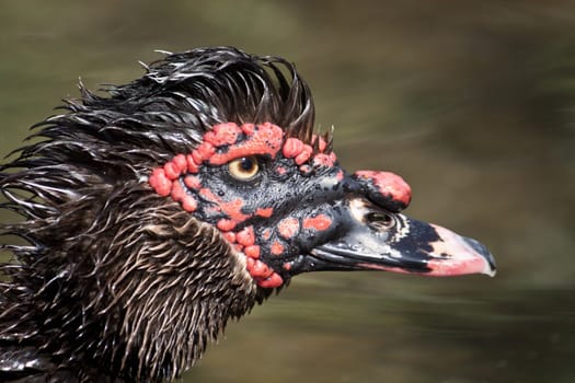 Close up view of the head of a duck.