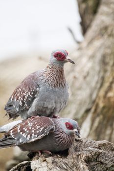 Close view of two Speckled Pigeons on top of each other.