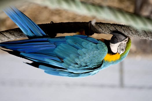 Close view of a beautiful blue-and-yellow macaw hanging on a cord.