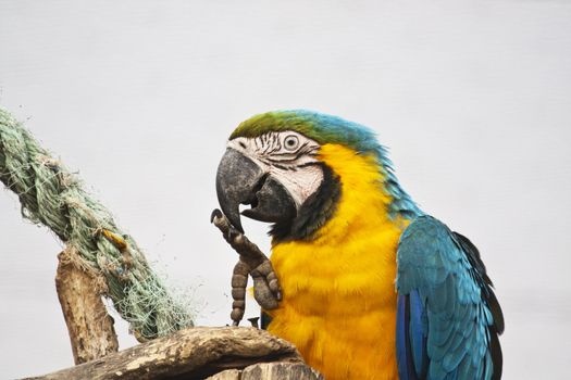 Close view of a beautiful blue-and-yellow macaw checking its paw.