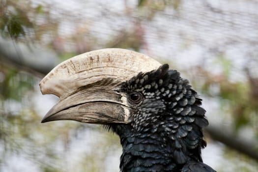 Close view of a Trumpeter Hornbill on captivity.