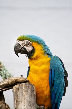 Close view of a beautiful blue-and-yellow macaw in captivity.