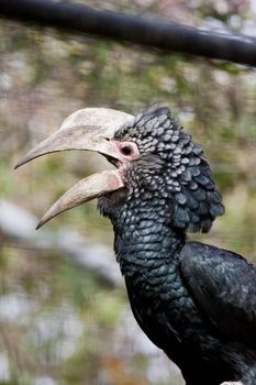 Close view of a Silvery-Cheeked Hornbill on captivity.