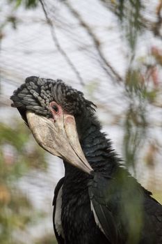 Close view of a Silvery-Cheeked Hornbill on captivity.