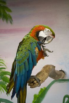 Close view of a scarlet macaw making feather treatment.