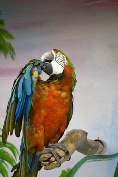 Close view of a scarlet macaw making feather treatment.