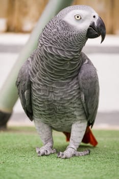 View of a african grey parrot on a performance show.