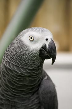 View of a african grey parrot on a performance show.