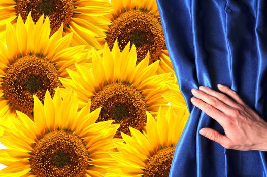 view to summer flowers behind a blue curtain showing happiness