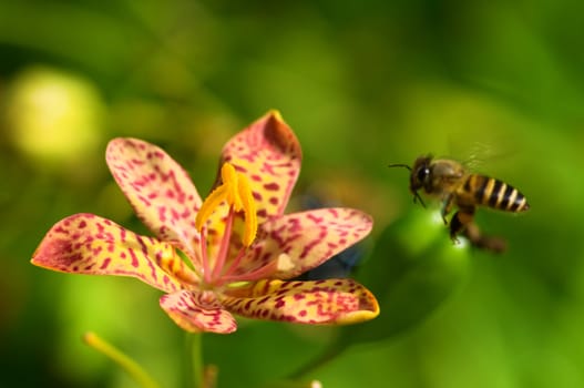 A close up shot of red orchid