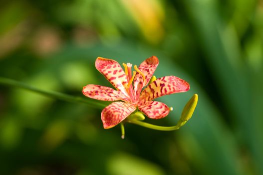 A close up shot of red orchid