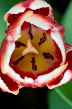 The detail close up view of a red tulip over green background