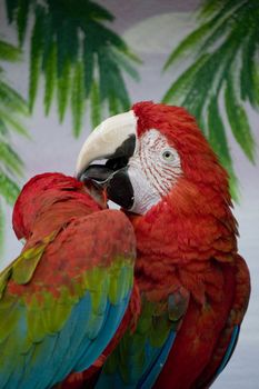 Close view of a scarlet macaw making feather treatment.