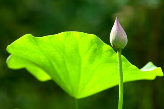 Close up of lotus (bud) flower over leaves