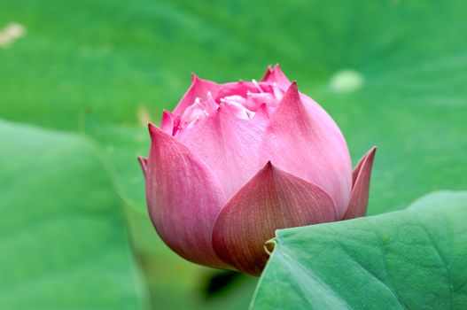 Close up of blooming lotus flower over leaves