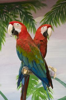 View of two scarlet macaws on a pole on a show.