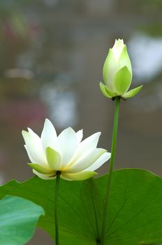 Close up of blooming white lotus flower 