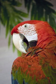 Close view of a scarlet macaw making feather treatment.