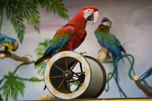 View of a scarlet macaw performing a show on a cylinder.