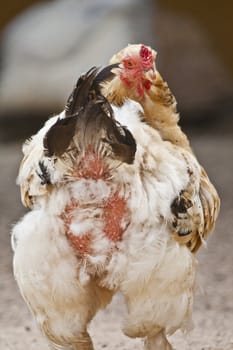 Close up view of a white chicken.