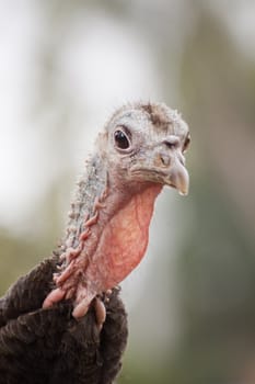 Close up view of the head of turkey.