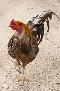 Close up view of a young Black Breasted Red Cubalaya Rooster.