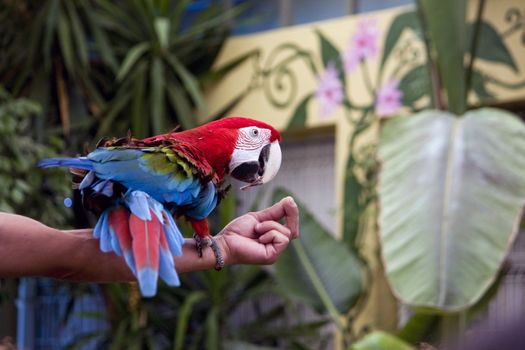 View of a scarlet macaw in a performance show on top of the trainer's arm.