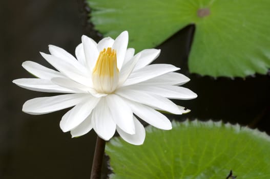 The blooming (detail) of white water lilies over water