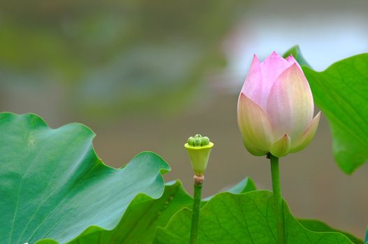 Close up of lotus (bud) and seed head with leaves