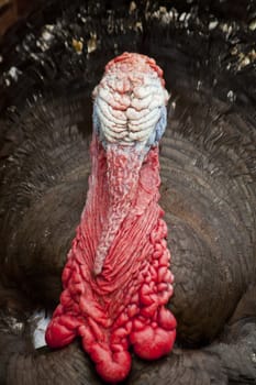 Close up view of the head of turkey.