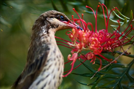 Honeyeater drinks nectar from a bright red flower.