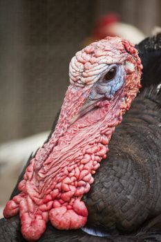 Close up view of the head of turkey.