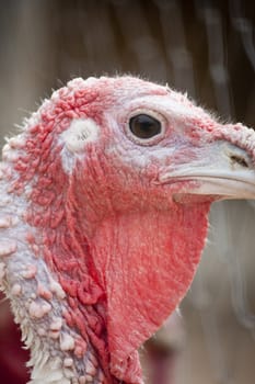 Close up view of the head of turkey.