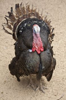 Close up view of a male bird turkey.