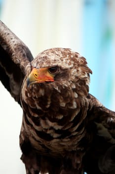 Closeup view of a young juvenile bateleur eagle in plain flight.
