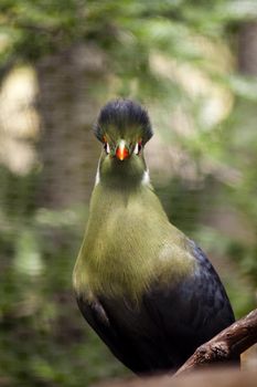 Close view of a Knysna Turaco bird.