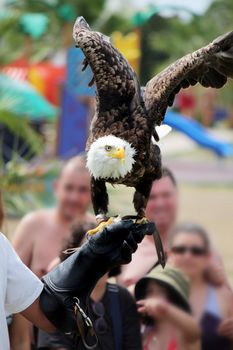 View of an American bald eagle taking flight from the glove of the trainer.