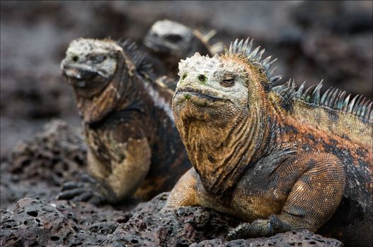 The marine  iguana poses. / The marine  iguana poses on the black stiffened lava. 