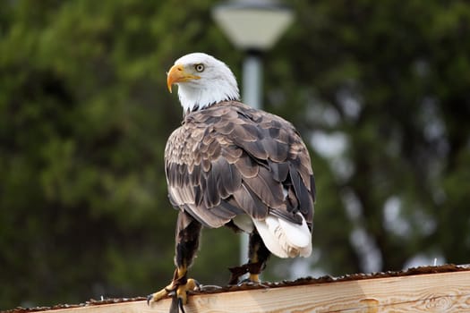 View of an American bald eagle bird of prey on top of a house.