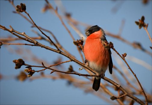 Bullfinch. The bullfinch sits on a branch and shells seeds.