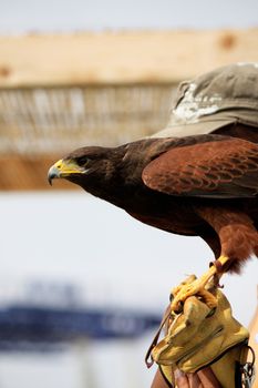 View of a golden eagle on the glove of it's trainer.