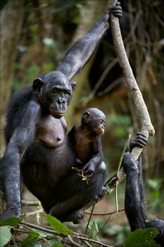 Chimpanzee Bonobo with a cub. Chimpanzee B?nobo with a cub hangs on a tree branch.