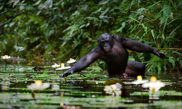 The chimpanzee collects flowers. The chimpanzee costs in water and tries to keep step with a lily flower